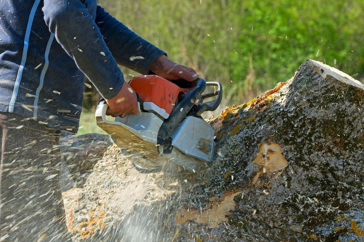 About Us - The Tree Guys